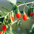 Discover the Heart-Healthy Benefits of Red Wolf Berry