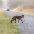 How to Find a Farmer's Market Near You: Your Guide to Discovering the Benefits of Red Wolf Berry