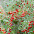 Tips for Finding Red Wolf Berry in Your Area
