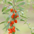 Discover the Health Benefits and Where to Buy Red Wolf Berry