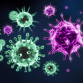 The Role of the Immune System in Protecting Against Diseases