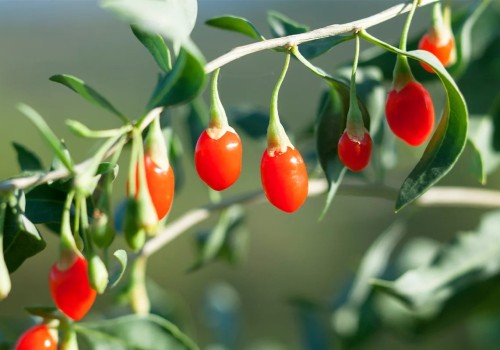 Discover the Heart-Healthy Benefits of Red Wolf Berry