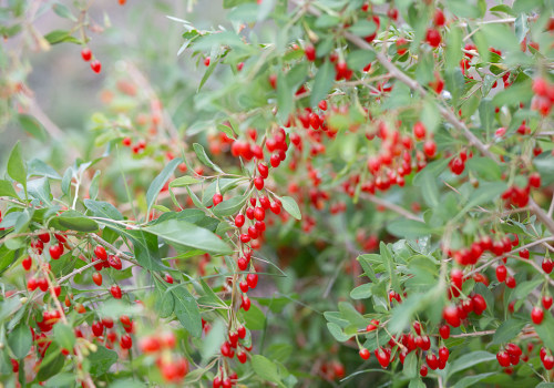 Tips for Finding Red Wolf Berry in Your Area