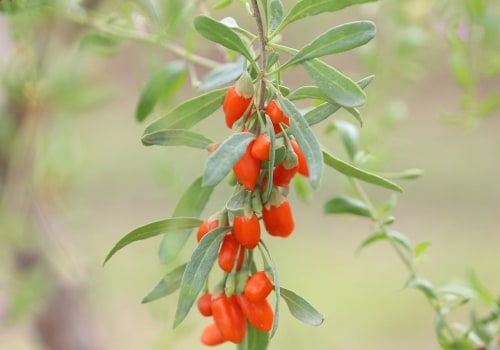 Discover the Health Benefits and Where to Buy Red Wolf Berry